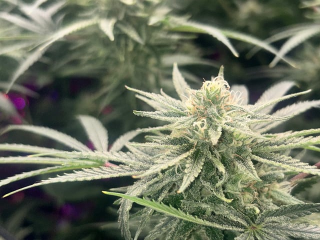 zunami s1 grounded genetics  — flower, day 73