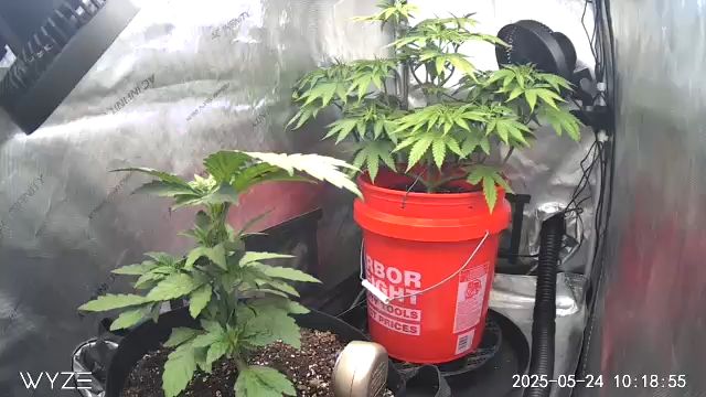 First Grow — vegetative, day 4