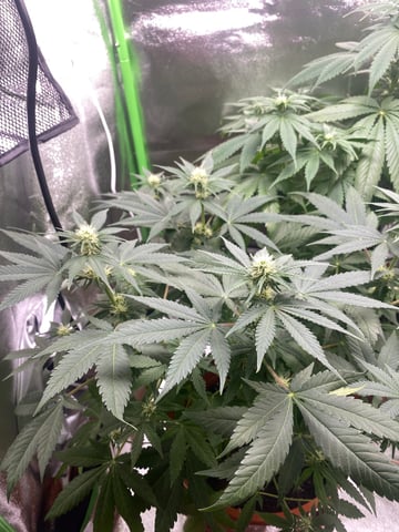 2nd Try — flower, day 64