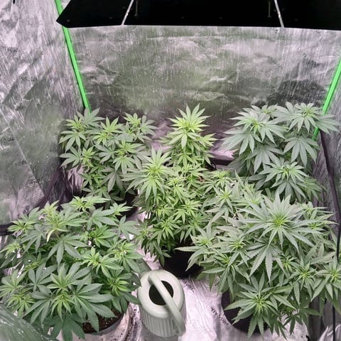 run #3 — grow_setup, day 1