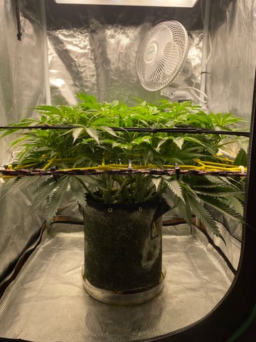 blackberry marshmallows  — flower, day 78