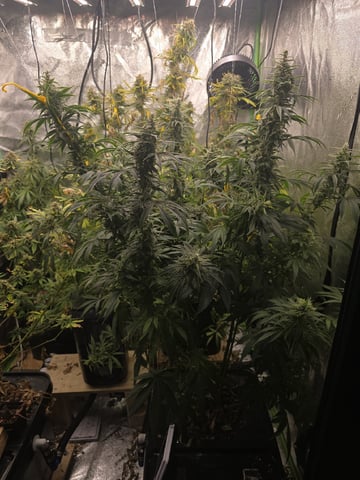 Growing — flower, day 127