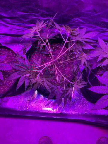 First Round — vegetative, day 1