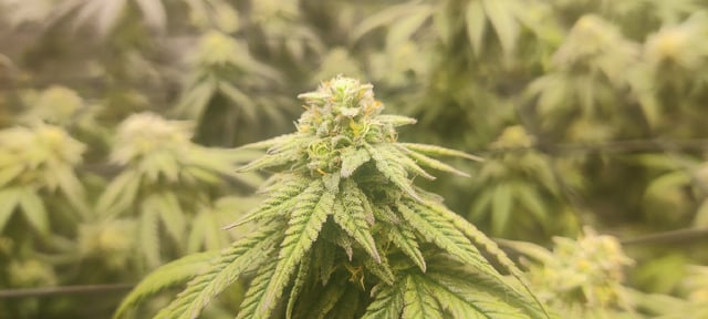 Grape Gasoline — flower, day 22