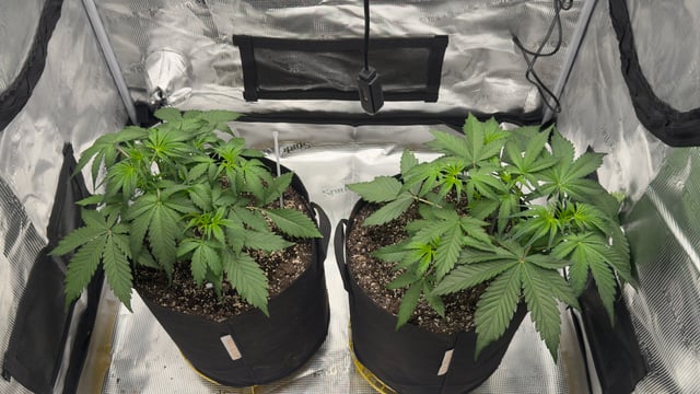 Papaya Cookies Autos  — grow_setup, day 1