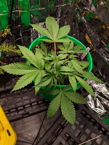 RQS Biscotti  — vegetative, day 32