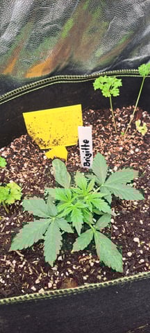 First Grow with the new setup  — vegetative, day 19