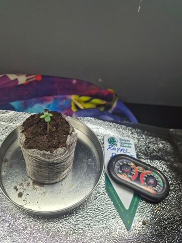 I'll get it right — seedling_rooting, day 5