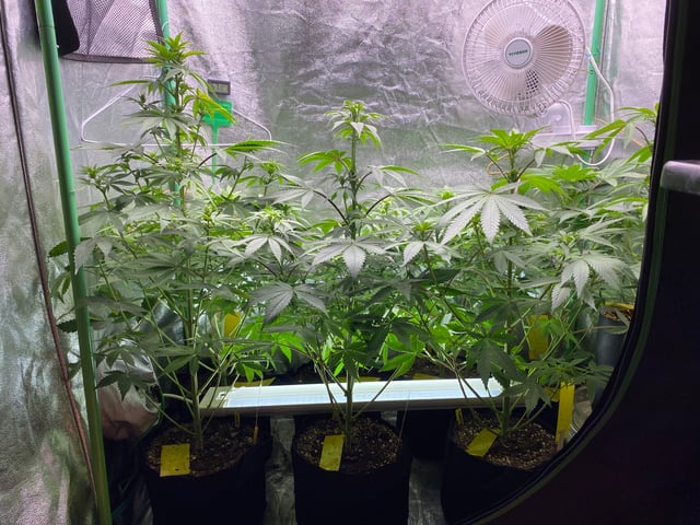 The White X Run Away Bride #3 — flower, day 57