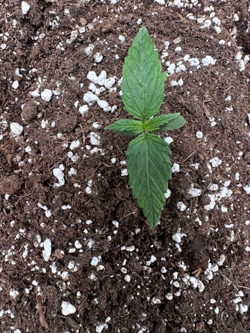 Pine (Auto) 2025 - 0 — seedling_rooting, day 13