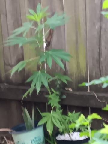 Integrity Garden 