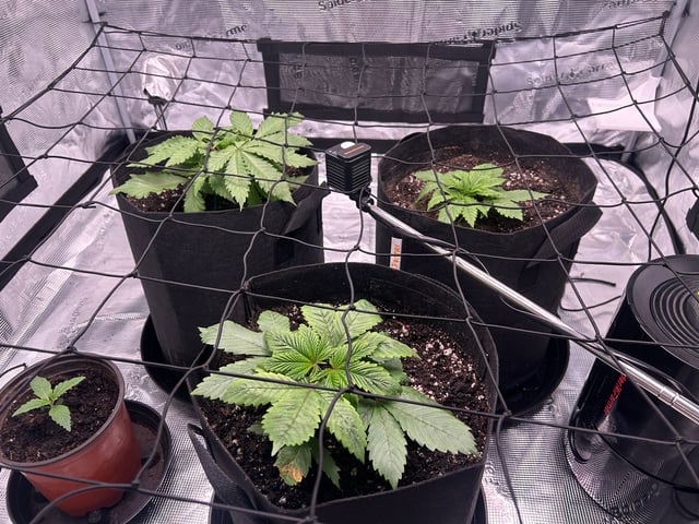 2025-26 harvest INDOOR — vegetative, day 57