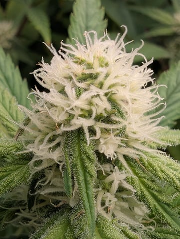 Acapulco Gold  — flower, day 83