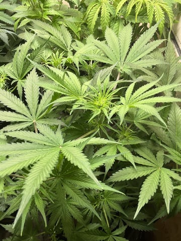 Milky Way F1 — flower, day 39