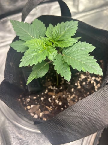 lil blue — seedling_rooting, day 9