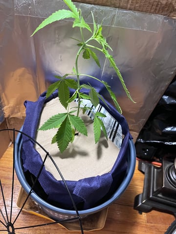 My Devine Conscious  — vegetative, day 56