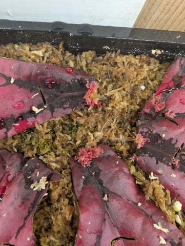 See what grows — vegetative, day 163