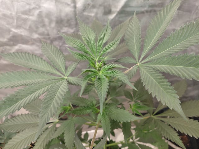 Growing  A New One — flower, day 43