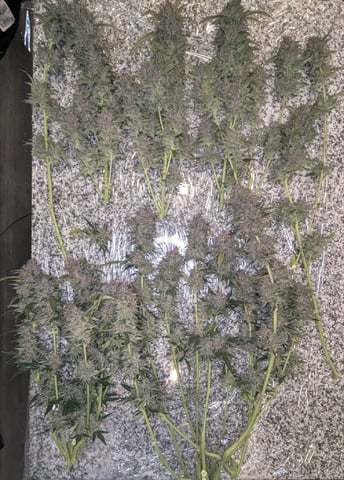 Mixed Grow — flower, day 95