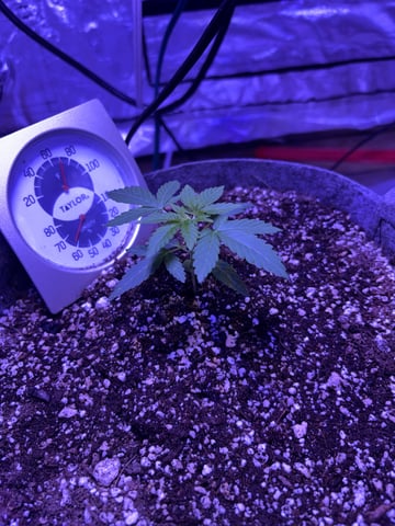 cookie casket — vegetative, day 1
