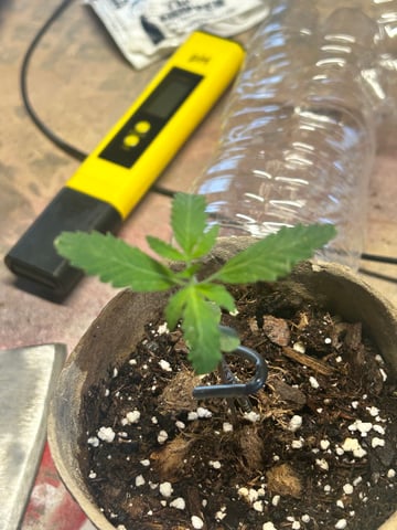 First ever grow — seedling_rooting, day 20