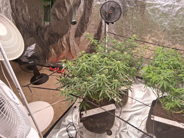 Seedman mix auto & seedman mix auto & GodFather OG — flower, day 71