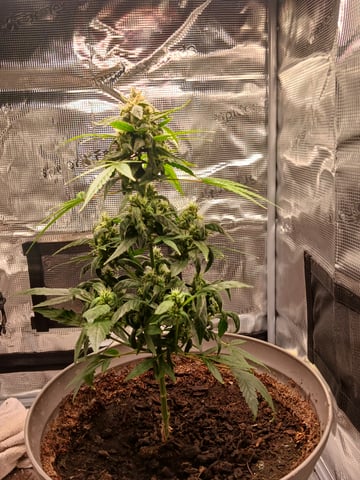 4th grow  — germination, day 18