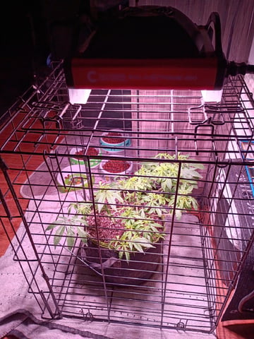 FKAFL — vegetative, day 44