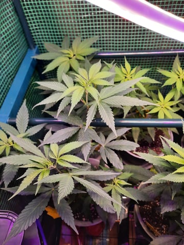 missing pieces — vegetative, day 58