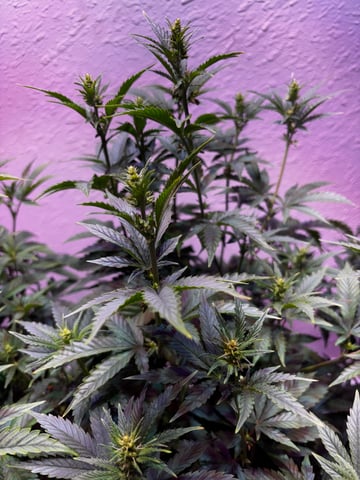 Fruity Pebbles Males — flower, day 11