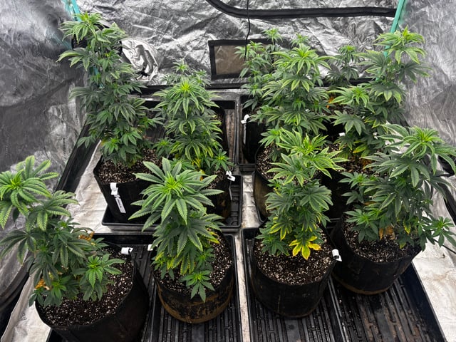 Mixed Freebies — vegetative, day 60