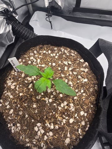 Dream beans burnt garlic — seedling_rooting, day 13