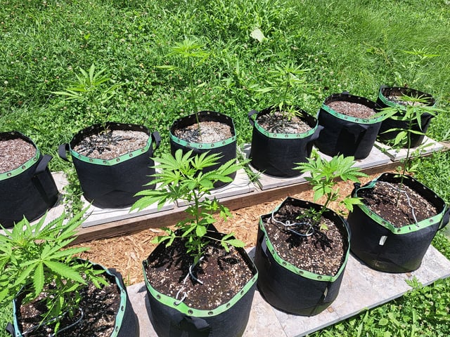 Bucket List Grow #2 — vegetative, day 35