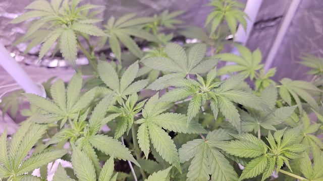 first grow adventure  — flower, day 67