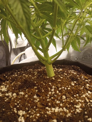 White Widow XXL Auto — vegetative, day 39