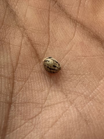 first grow — germination, day 1