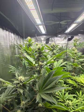 grow 3 — flower, day 27