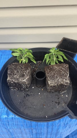 lilac diesel Rbx2 — vegetative, day 25