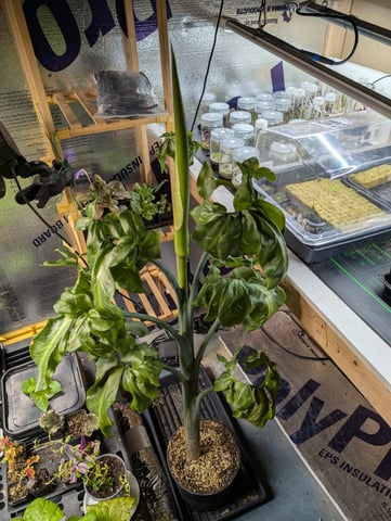 See what grows — vegetative, day 71