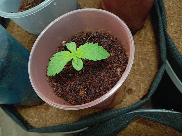 Permanent Marker  — seedling_rooting, day 18