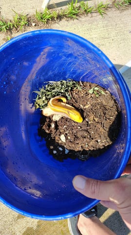 Outdoor 2026 — vegetative, day 32