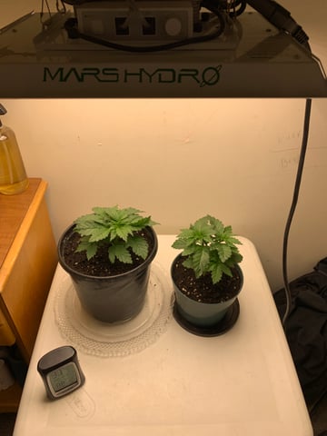 Bubble Burst — grow_setup, day 2