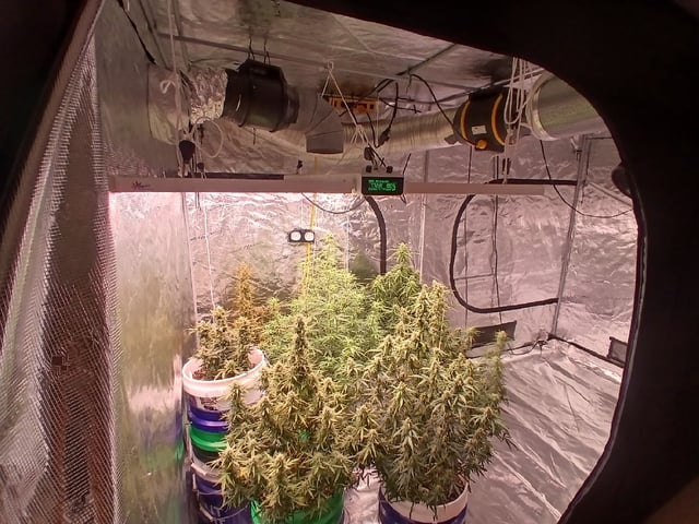 Cornucopia of Cannabis — flower, day 8