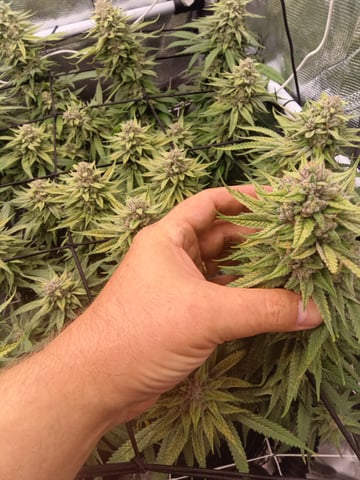 Starfighter/Ohio Guptilla Hybrid — flower, day 32