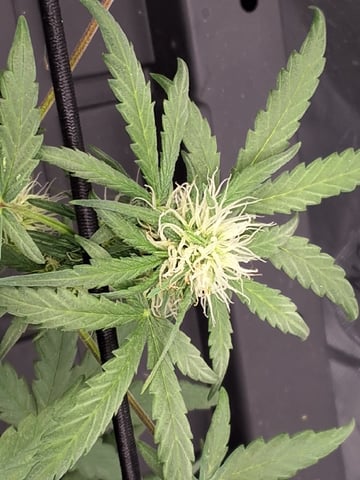BABY SISTER — flower, day 59