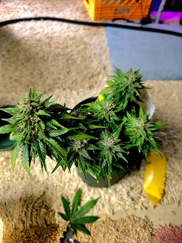 Fast Buds - Purp Lemonade — flower, day 51