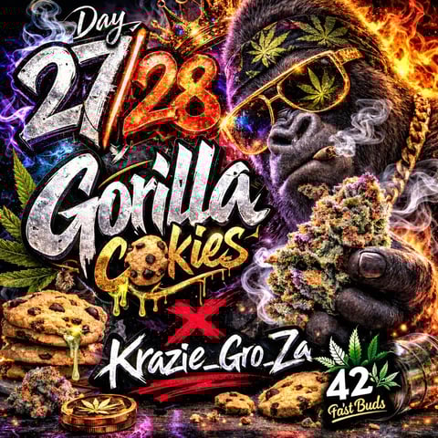 Gorilla Cookies Auto (42 FastBuds) — vegetative, day 33