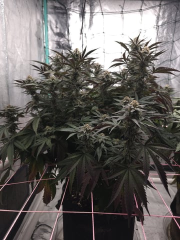 Granny Candy and PLCG — flower, day 116