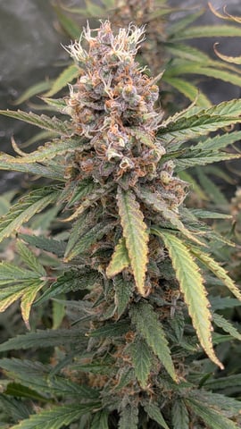 Strawberry Cheesecake Seedsman Seeds Autoflowers x2 — flower, day 98