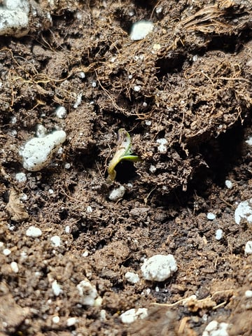 Blueberry  — grow_setup, day 1